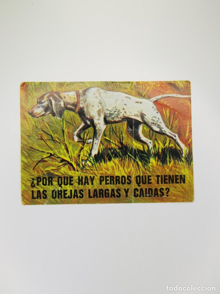Colecionismo Cromos antigos: CROMO SIN PEGAR DEL ALBUM BIMBO EL PORQUE DE COSAS 3 13 POR QUE HAY PERROS OREJAS LARGAS CAIDAS