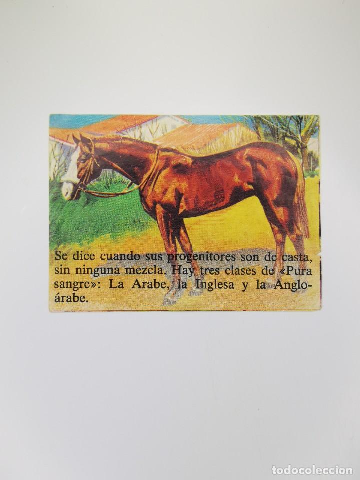 Colecionismo Cromos antigos: CROMO SIN PEGAR DEL ALBUM BIMBO EL PORQUE DE LAS COSAS 3 155 POR QUE LOS CABALLOS SON PURA SANGRE