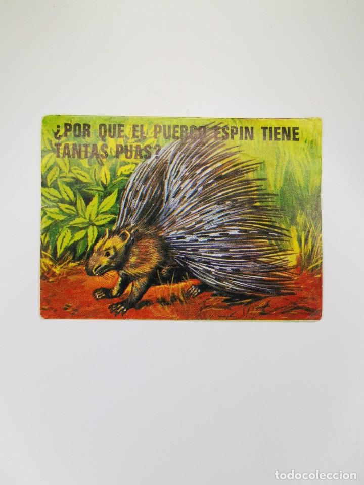 Collezionismo Figurine antiche: CROMO SIN PEGAR DEL ALBUM BIMBO EL PORQUE DE LAS COSAS 3 15 POR QUE PUERCO ESPIN TIENE TANTAS PUAS