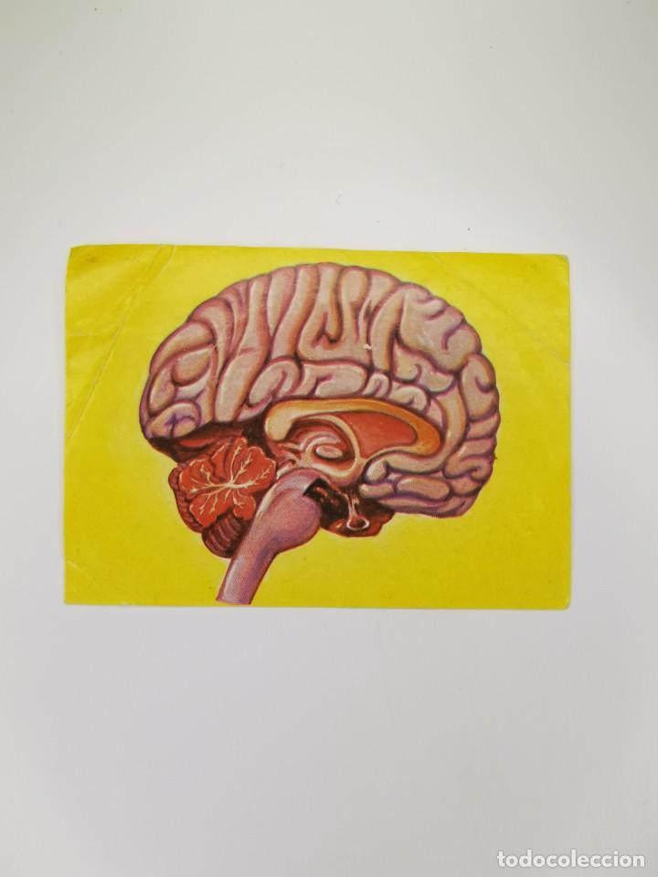 Collezionismo Figurine antiche: CROMO SIN PEGAR DEL ALBUM BIMBO EL PORQUE DE LAS COSAS 3 138 POR QUE CEREBRO MARAVILLA CREACION