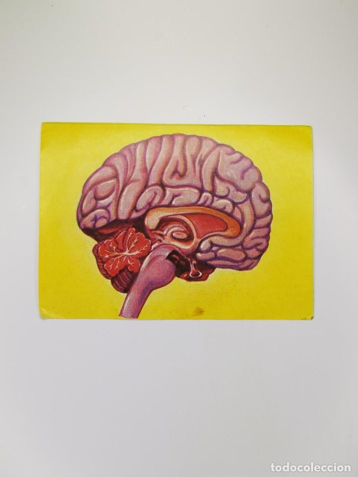 Collezionismo Figurine antiche: CROMO SIN PEGAR DEL ALBUM BIMBO EL PORQUE DE LAS COSAS 3 138 POR QUE CEREBRO MARAVILLA CREACION