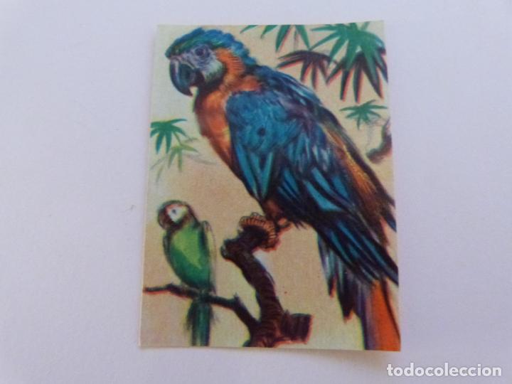 Coleccionismo cromos antiguos: CROMO DE ANIMALES DESPEGADO N&ordm; 235 A&Ntilde;O 1952 DEL ALBUM ANIMALES DE FHER