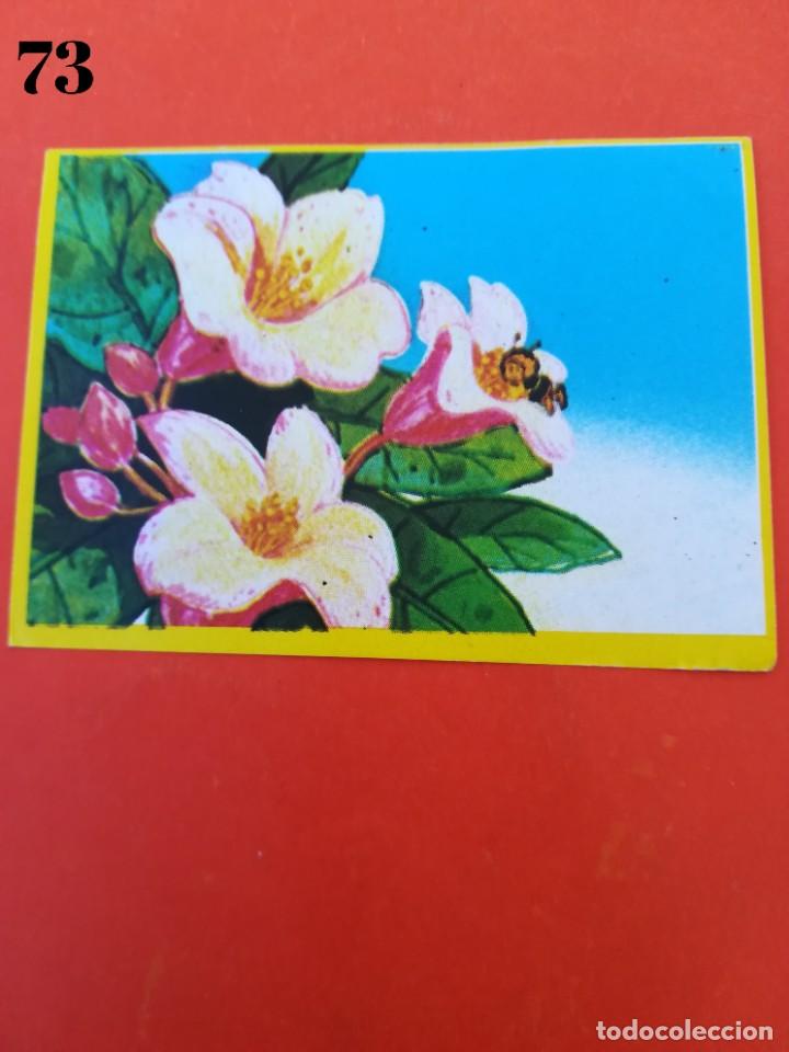 Coleccionismo cromos antiguos: Cromo n.73 abeja maya - sin pegar - Foto 1