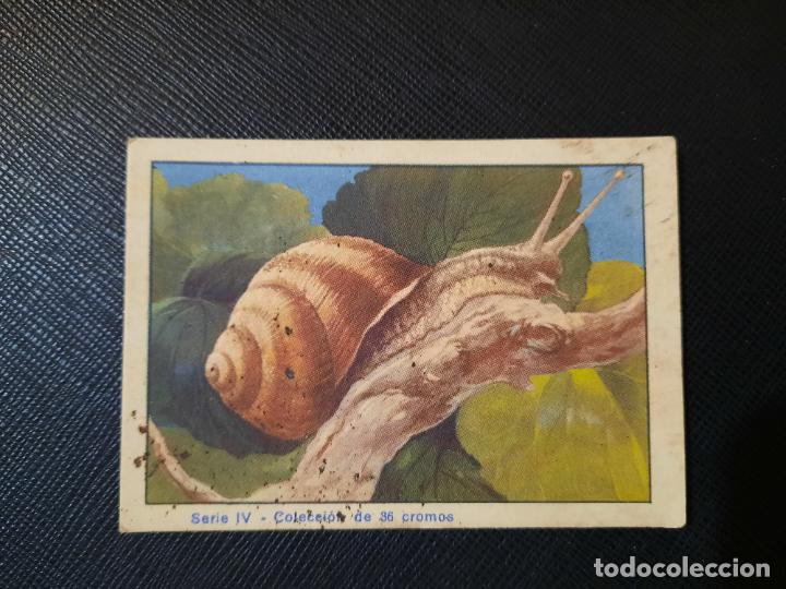Colecionismo Cromos antigos: CARACOL HISTORIA NATURAL CROMO - PRODUCTOS LOSTE - FT1 - 20