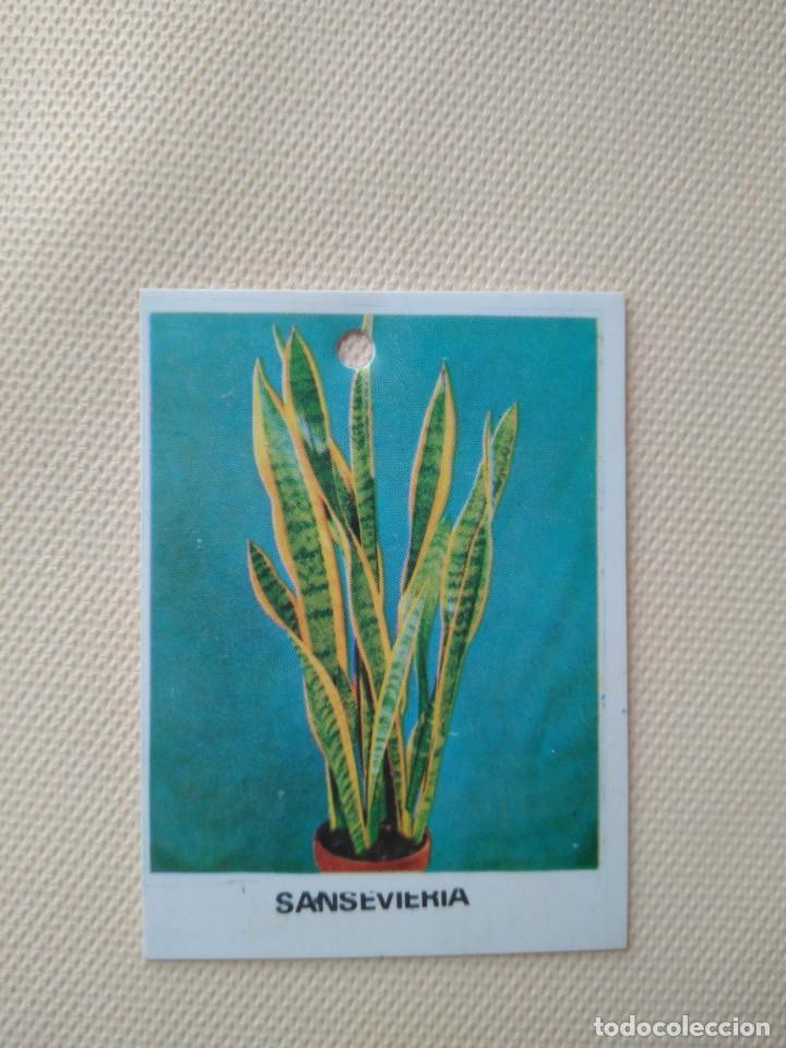 Coleccionismo cromos antiguos: TARJETA SANSEVIERIA 314106 FLORAPRINT JARDINER&Iacute;A