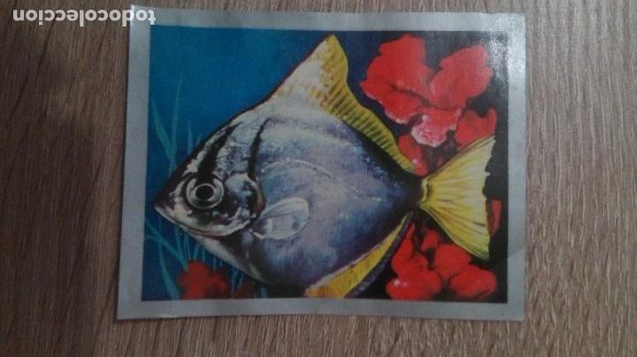 Sammeln alte Sammelbilder: CROMO N&ordm; 42 PEZ LUNA-MONODACTYLUS AGENTEUS-&Aacute;LBUM MAGA ANIMALES Y MINERALES-A&Ntilde;O 1970.