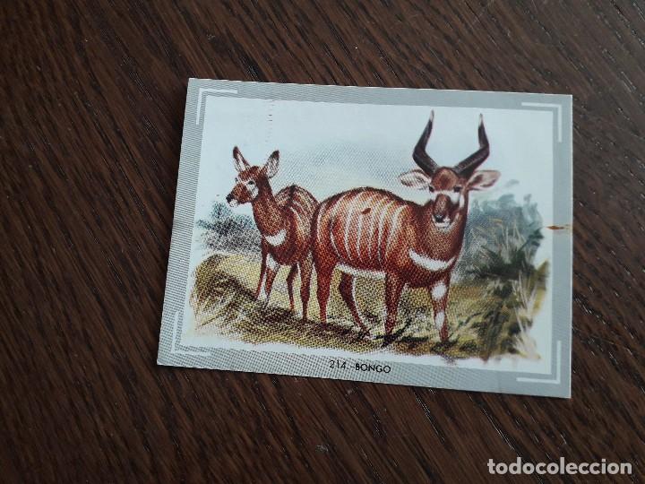 Coleccionismo cromos antiguos: como del &aacute;lbum vida y color, 214 Bongo. - Foto 1
