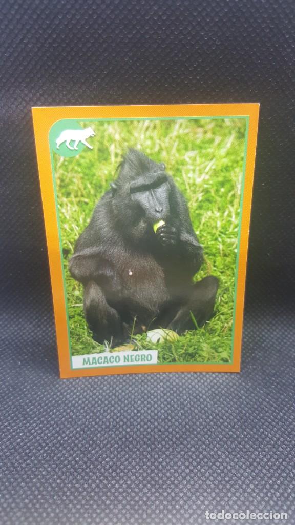 Coleccionismo cromos antiguos: PANINI ANIMALES 2019 - N&ordm; 29 - Foto 1