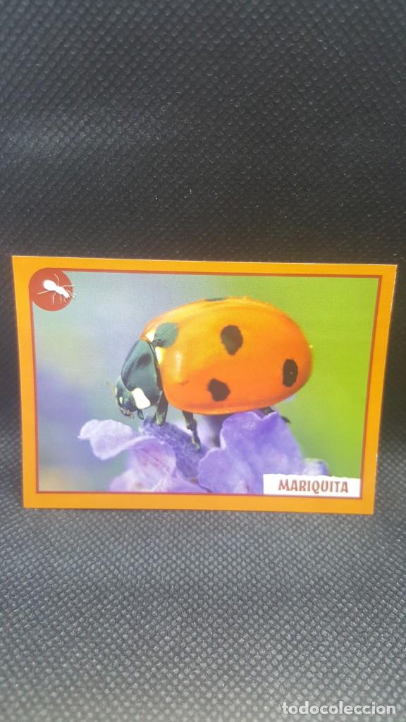 Coleccionismo cromos antiguos: PANINI ANIMALES 2019 - N&ordm; 41 - Foto 1