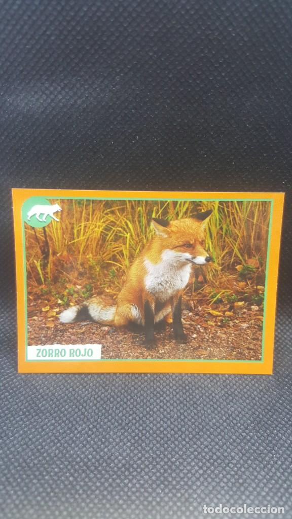Coleccionismo cromos antiguos: PANINI ANIMALES 2019 - N&ordm; 49 - Foto 1