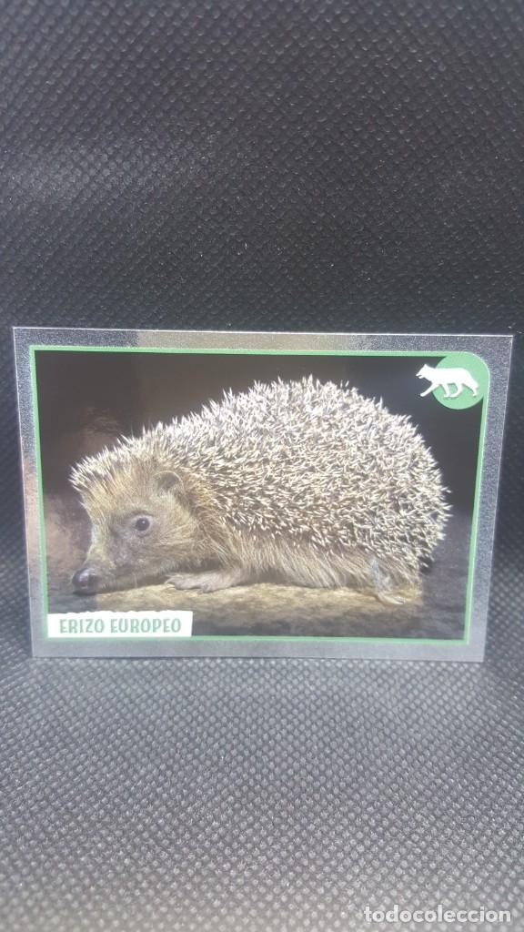 Coleccionismo cromos antiguos: PANINI ANIMALES 2019 - N&ordm; 53 - Foto 1