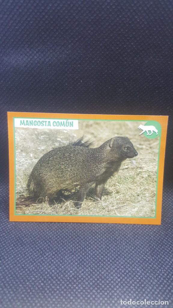 Coleccionismo cromos antiguos: PANINI ANIMALES 2019 - N&ordm; 59 - Foto 1