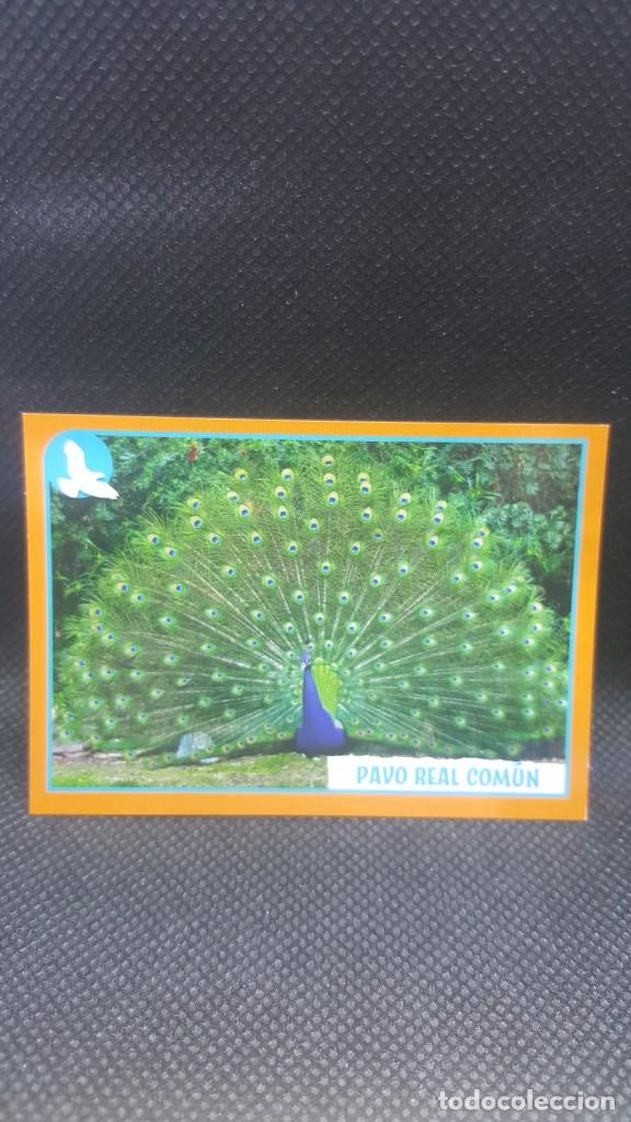 Coleccionismo cromos antiguos: PANINI ANIMALES 2019 - N&ordm; 62 - Foto 1