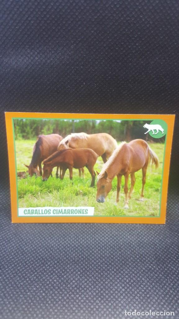 Coleccionismo cromos antiguos: PANINI ANIMALES 2019 - N&ordm; 68 - Foto 1