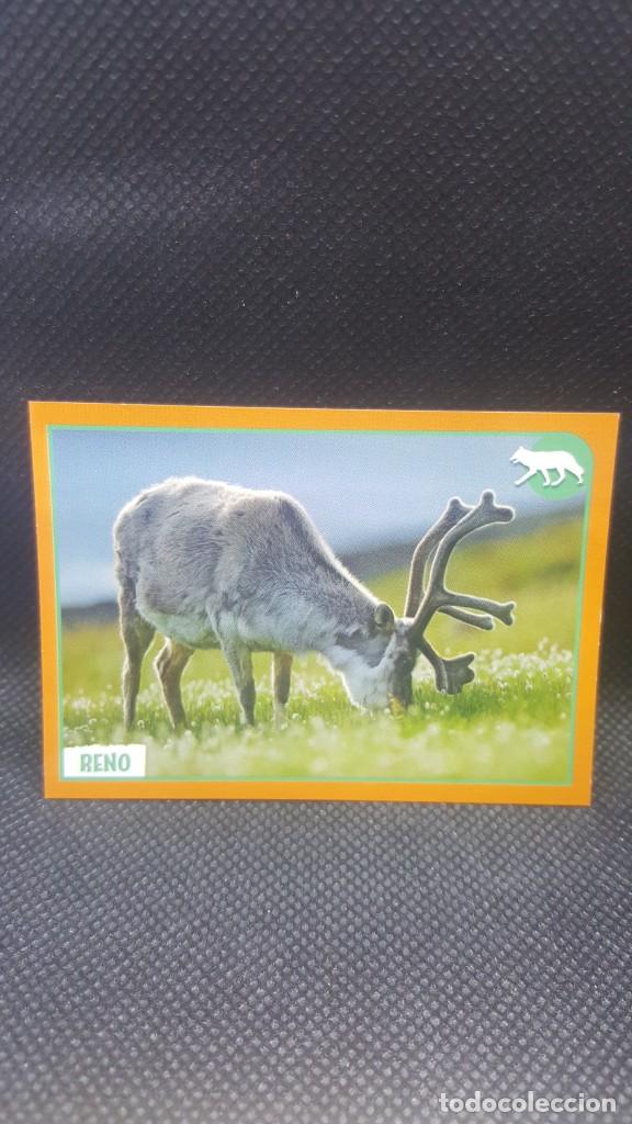 Coleccionismo cromos antiguos: PANINI ANIMALES 2019 - N&ordm; 74 - Foto 1