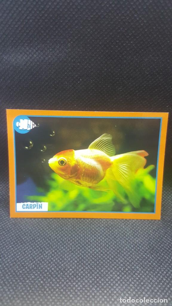 Coleccionismo cromos antiguos: PANINI ANIMALES 2019 - N&ordm; 99 - Foto 1