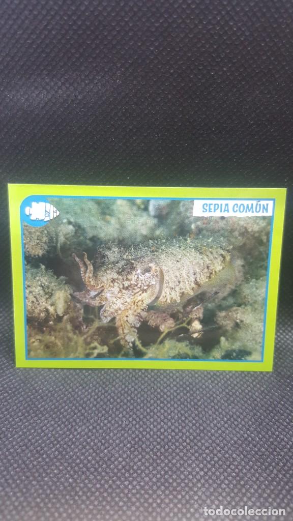 Coleccionismo cromos antiguos: PANINI ANIMALES 2019 - N&ordm; 197 - Foto 1