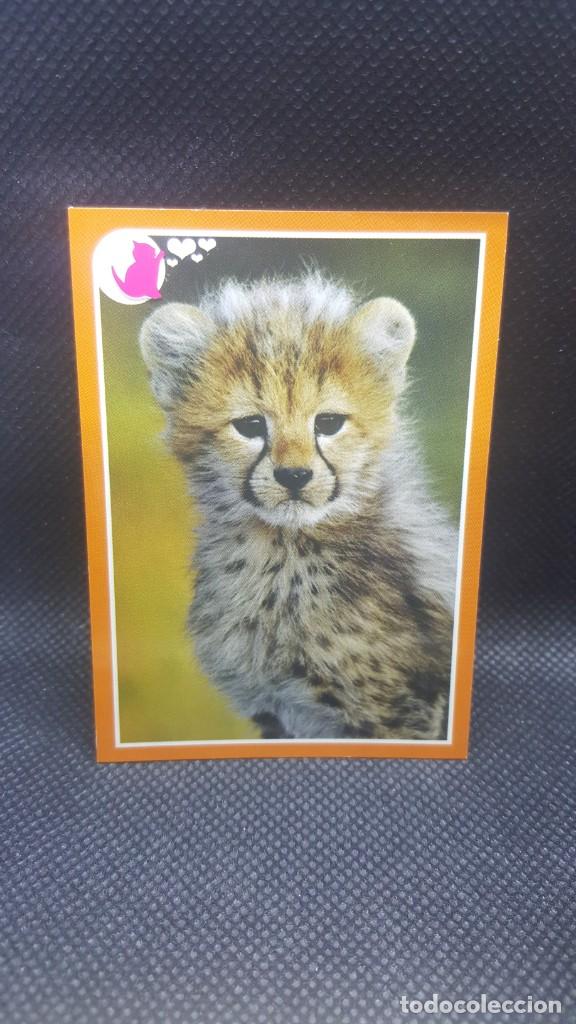 Coleccionismo cromos antiguos: PANINI ANIMALES 2019 - N&ordm; 225 - Foto 1