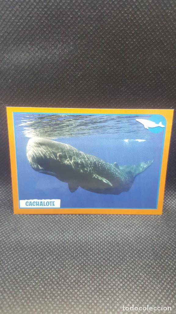Coleccionismo cromos antiguos: PANINI ANIMALES 2019 - N&ordm; 267 - Foto 1