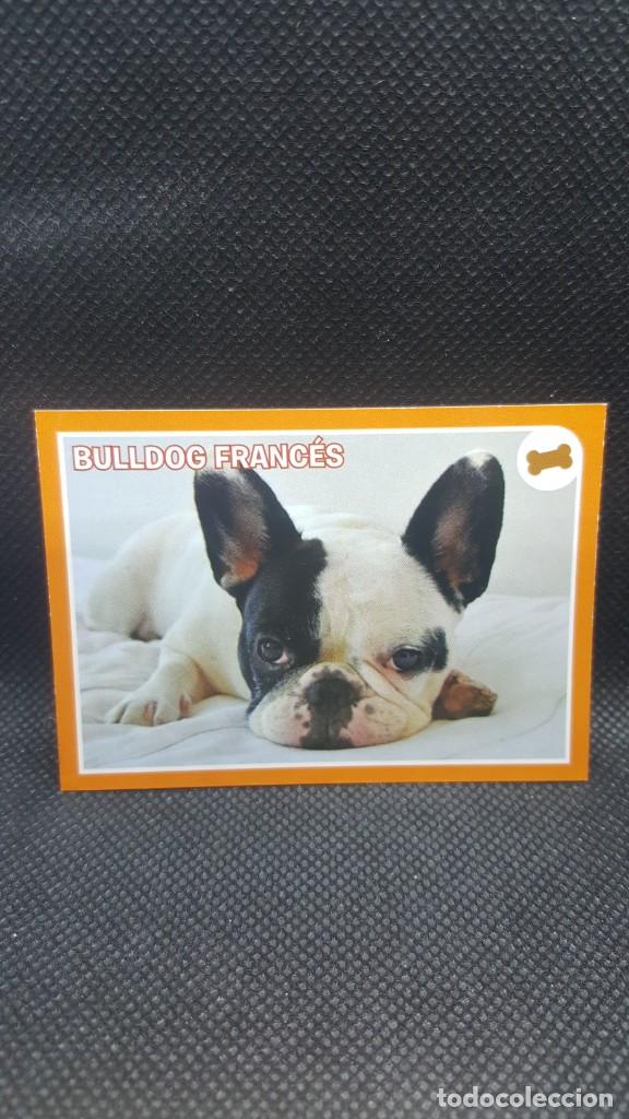 Coleccionismo cromos antiguos: PANINI ANIMALES 2019 - N&ordm; 424 - Foto 1