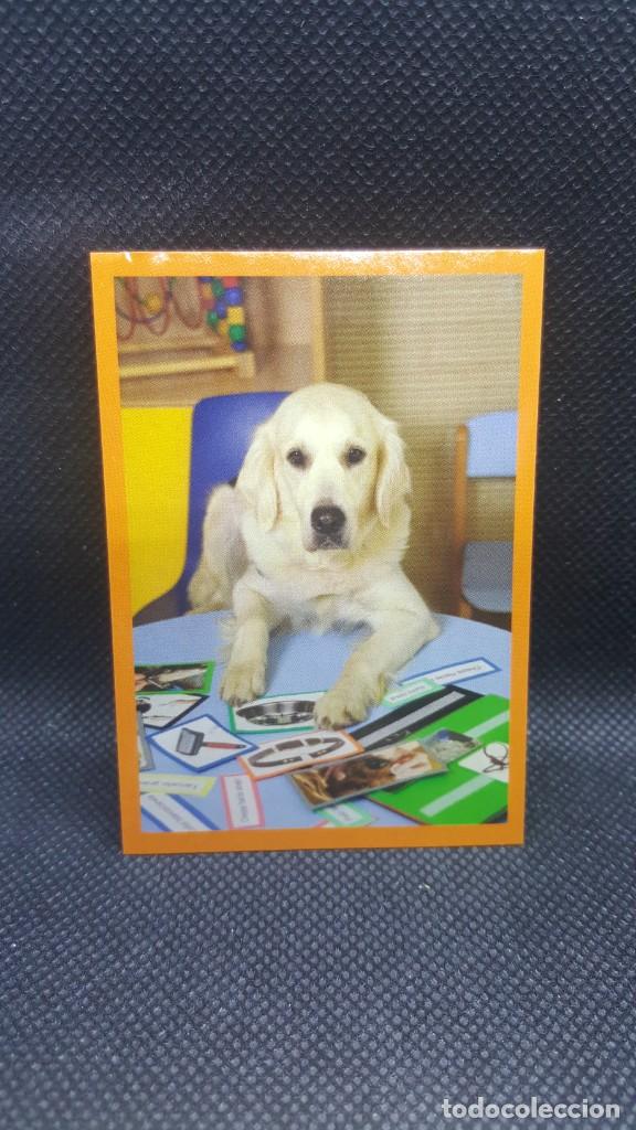 Coleccionismo cromos antiguos: PANINI ANIMALES 2019 - N&ordm; 442 - Foto 1