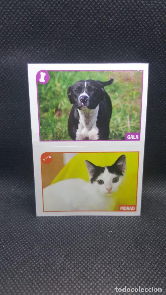 Coleccionismo cromos antiguos: PANINI ANIMALES 2019 - N&ordm; 448 - Foto 1