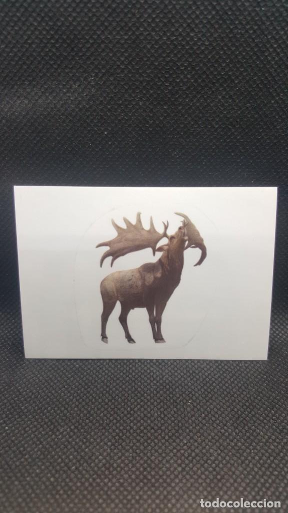 Coleccionismo cromos antiguos: PANINI ANIMALES 2019 - N&ordm; E35 - Foto 1