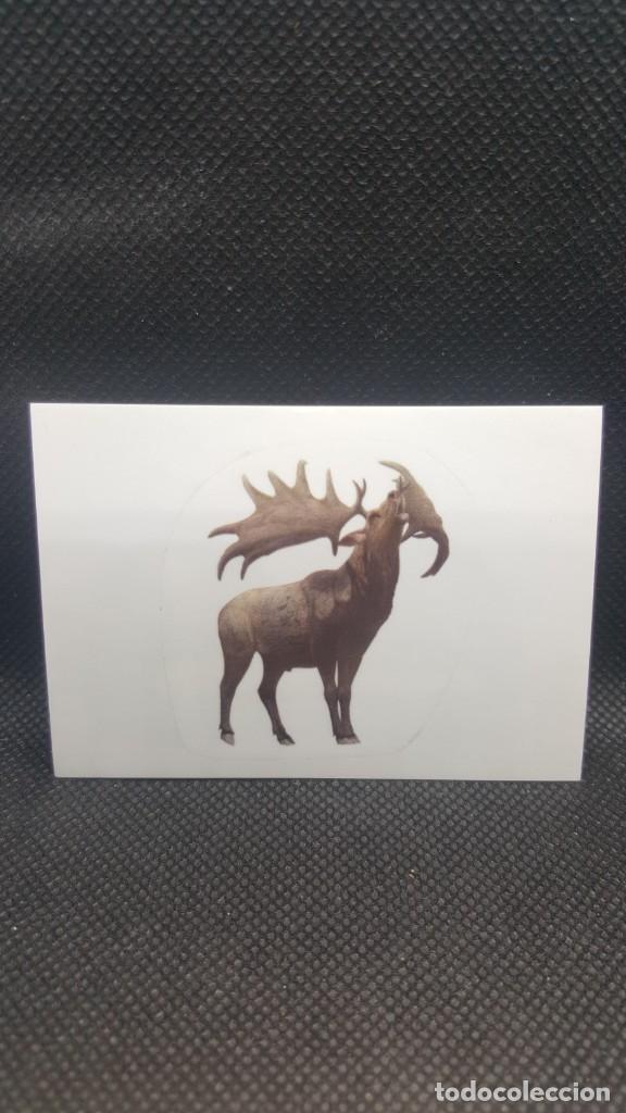 Coleccionismo cromos antiguos: PANINI ANIMALES 2019 - N&ordm; E35 - Foto 1