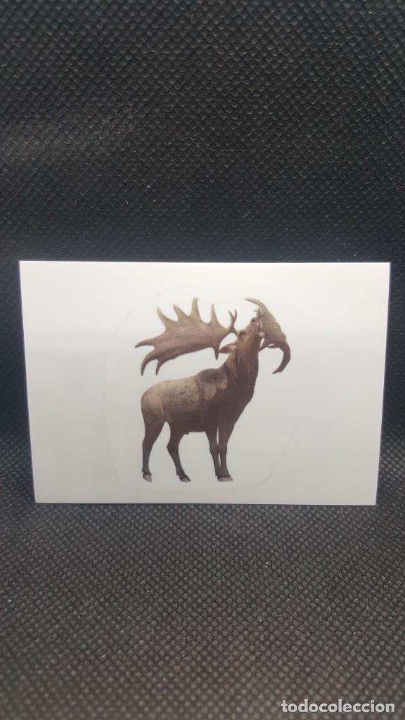 Coleccionismo cromos antiguos: PANINI ANIMALES 2019 - N&ordm; E35 - Foto 1