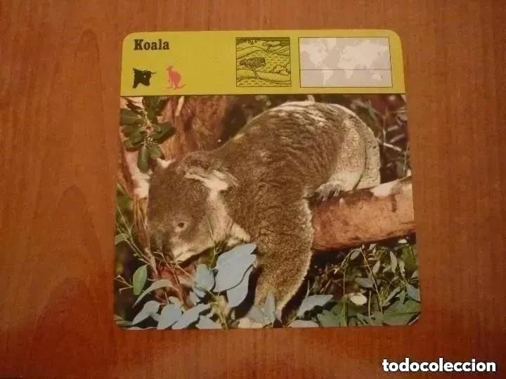 Coleccionismo cromos antiguos: CROMO / FICHA KOALA -CONOCER Y AMAR LOS ANIMALES-PLANETA AGOSTINI 1978