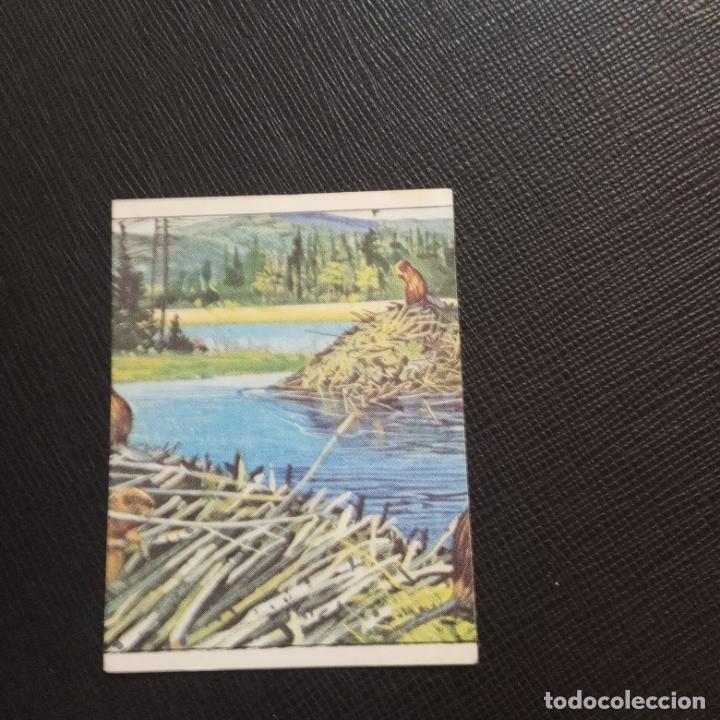 Colecionismo Cromos antigos: MAMIFEROS MAMIFEROS PANINI CROMO - SIN PEGAR - CC1 - 41