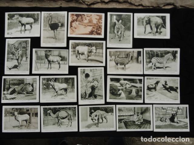 Colecionismo Cromos antigos: 20 CROMOS - COLECCI&Oacute;N ZOOLOGICA DEL PARQUE DE BARCELONA - SERIE A . COLECCI&Oacute;N COMPLETA .