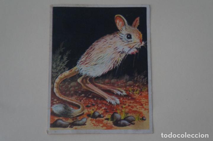 Collezionismo Figurine antiche: CROMO DE LA NATURALEZA Y EL HOMBRE DESPEGADO N&ordm; 193 A&Ntilde;O 1967 DEL ALBUM LA NATURALEZA Y... DE MAGA