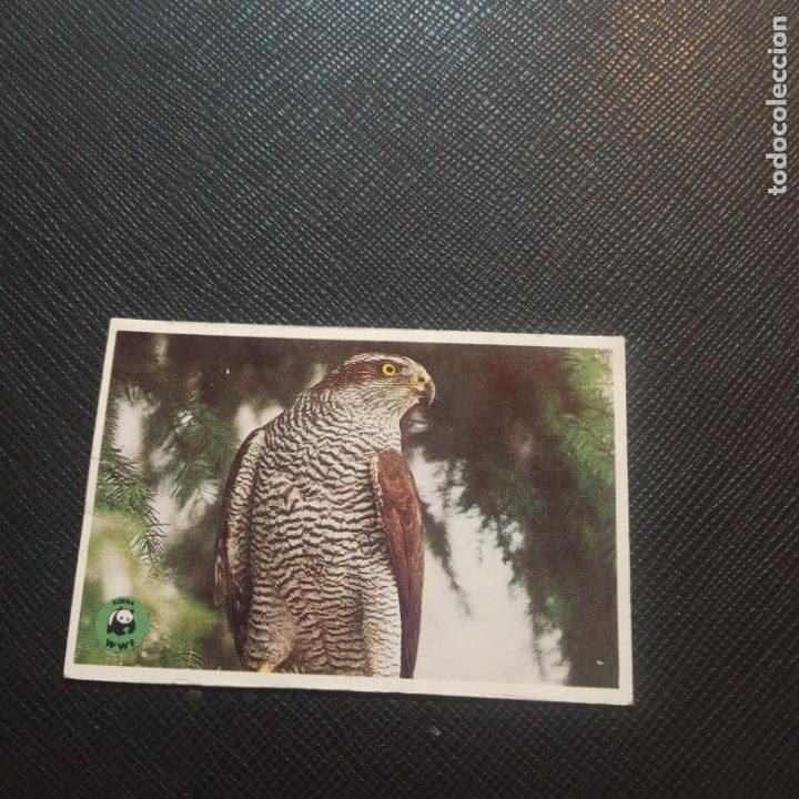 Colecionismo Cromos antigos: VISTA EL PARQUE NACIONAL DE DO&Ntilde;ANA PET BON CROMO - SIN PEGAR - CC1 -