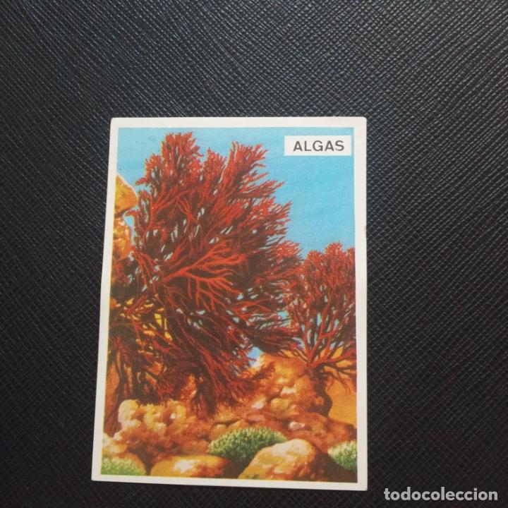 Coleccionismo cromos antiguos: PANORAMA ED MAGA CROMO - SIN PEGAR - CC2 - 1 - Foto 1