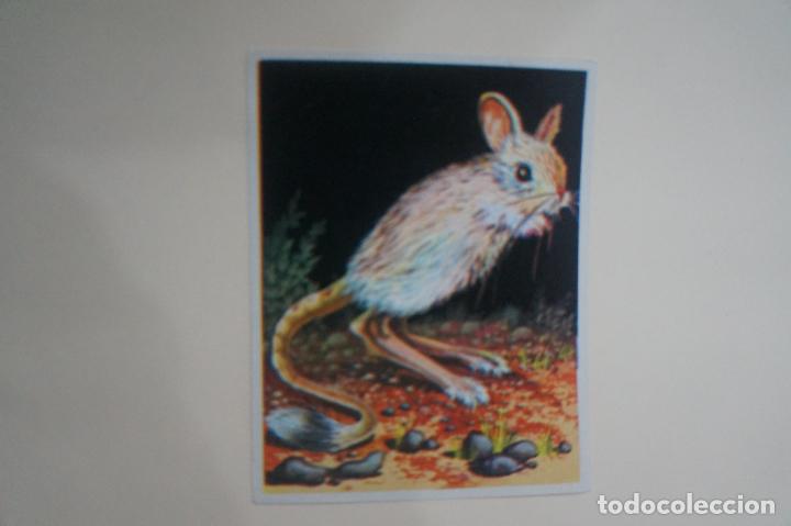 Coleccionismo cromos antiguos: CROMO DE LA NATURALEZA Y EL HOMBRE SIN PEGAR N&ordm; 193 A&Ntilde;O 1967 DEL ALBUM LA NATURALEZA Y... DE MAGA