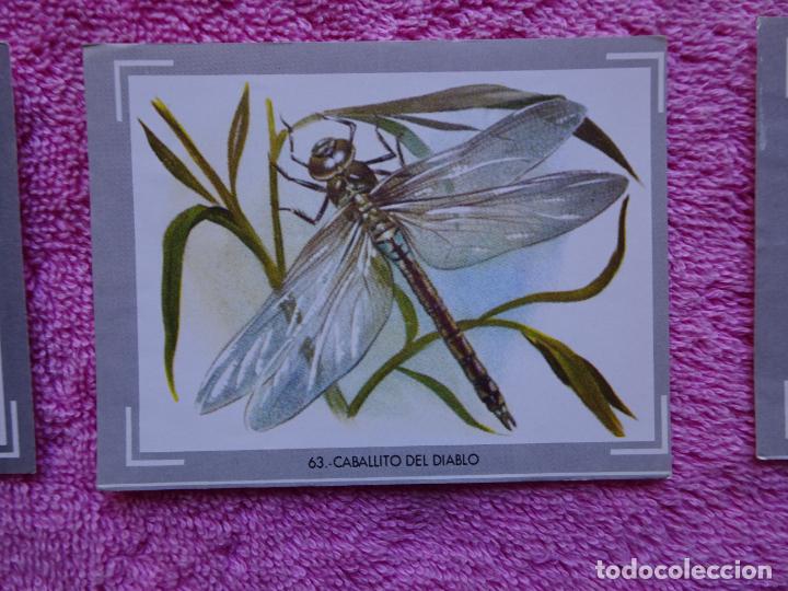 Coleccionismo Cromos antiguos: vida y color 63 caballito del diablo albumes españoles 1965 - Foto 1 - 312373398