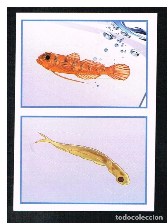 Coleccionismo cromos antiguos: ANIMALES 2013 - CROMO N&ordm; 443 - PANINI 2013 - Foto 1