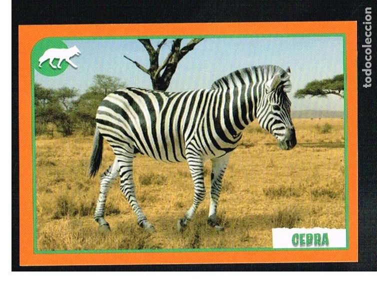 Coleccionismo cromos antiguos: ANIMALES 2012 - CROMO N&ordm; 44 - PANINI 2012 - Foto 1