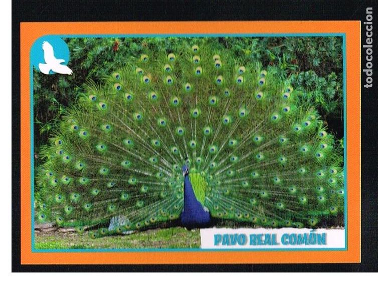 Coleccionismo cromos antiguos: ANIMALES 2012 - CROMO N&ordm; 62 - PANINI 2012 - Foto 1