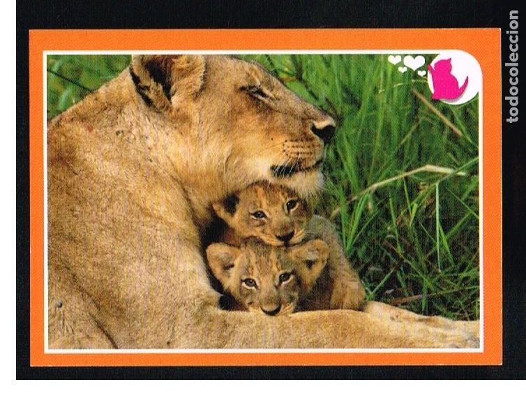 Coleccionismo cromos antiguos: ANIMALES 2012 - CROMO N&ordm; 229 - PANINI 2012 - Foto 1