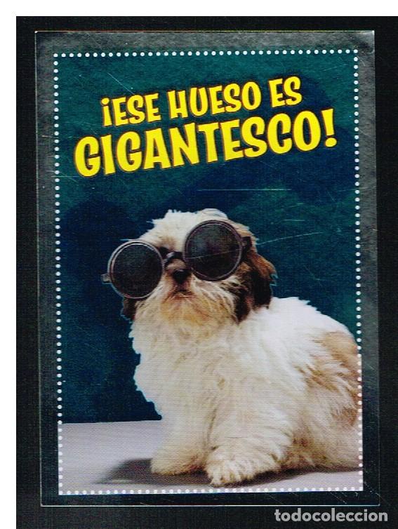 Coleccionismo cromos antiguos: ANIMALES 2012 - CROMO N&ordm; 327 - PANINI 2012 - Foto 1
