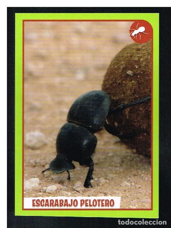 Coleccionismo cromos antiguos: ANIMALES 2012 - CROMO N&ordm; 375 - PANINI 2012 - Foto 1