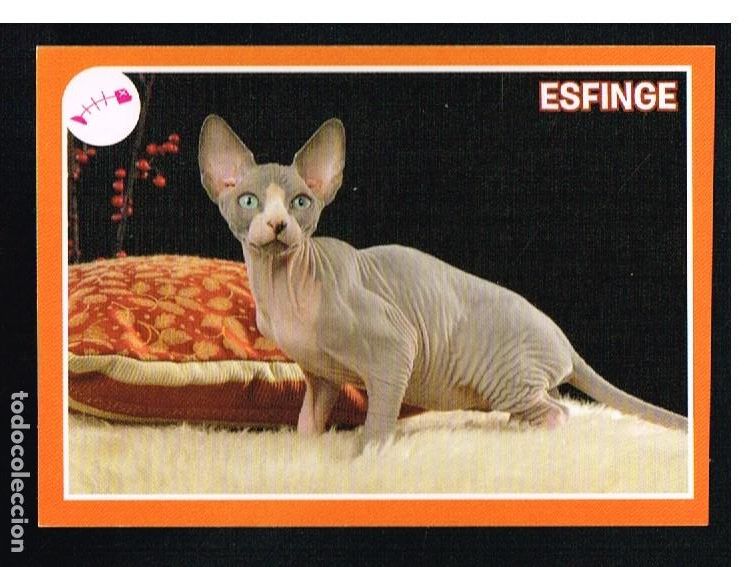 Coleccionismo cromos antiguos: ANIMALES 2012 - CROMO N&ordm; 436 - PANINI 2012 - Foto 1