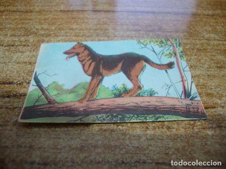 Coleccionismo cromos antiguos: CROMO RIN TIN TIN N&ordm; 54 - Foto 1