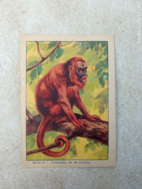 Coleccionismo cromos antiguos: HISTORIA NATURAL,CHOCOLATES CELTA - Foto 1