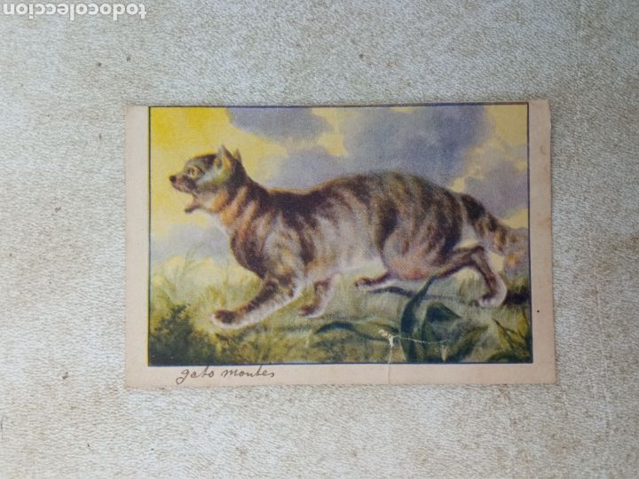 Coleccionismo cromos antiguos: HISTORIA NATURAL de CROMOS CELTA - Foto 1