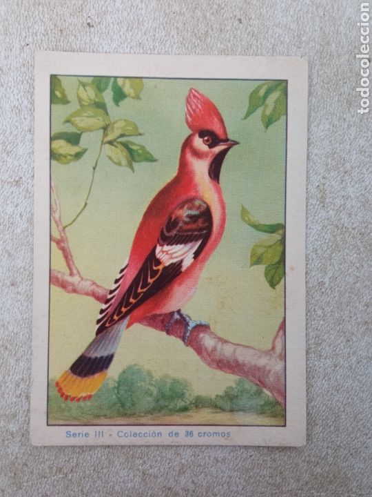 Coleccionismo cromos antiguos: HISTORIA NATURAL de CROMOS CELTA - Foto 1