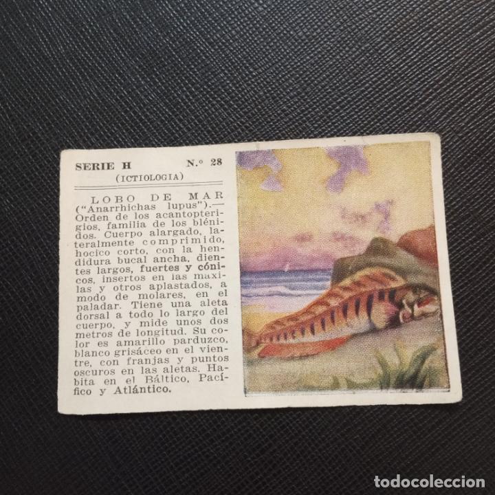 Sammeln alte Sammelbilder: LOBO DE MAR ICTIOLOGIA ALBUM UNIVERSAL CROMO EDICCIONES ESPA&Ntilde;A 1943 - SIN PEGAR - CC2 - 28