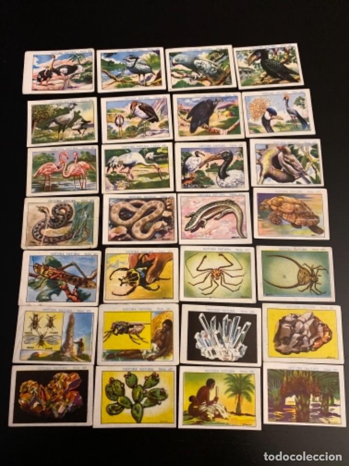 Coleccionismo Cromos antiguos: Cromos antiguos Juncosa Historia natural tomo Africa 2 regi&oacute;n polar